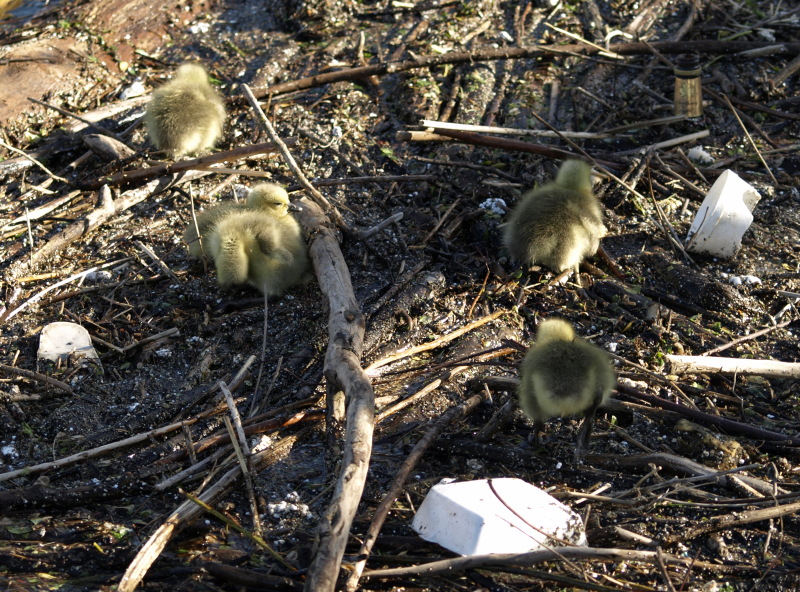Canada Goose goslings on flotsam and garbage