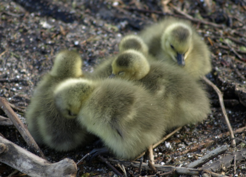 Canada Goose goslings huddling together on flotsam