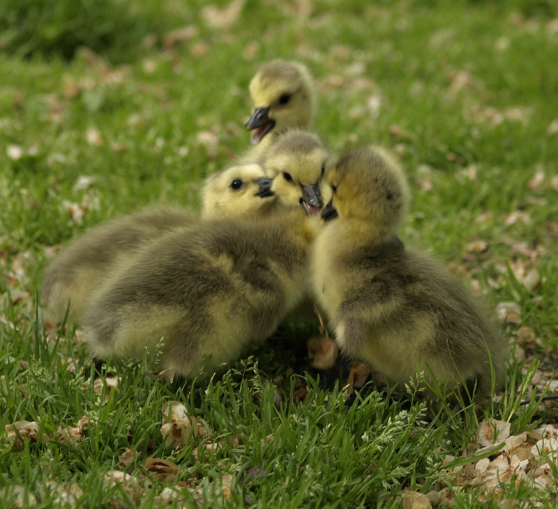 Canada Goose goslings play fighting
