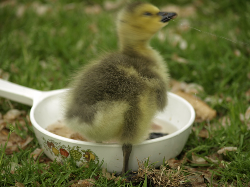 Gosling with hair