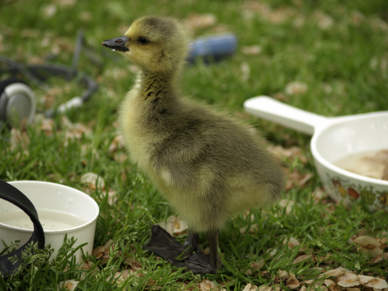 Canada Goose gosling drinking from cup