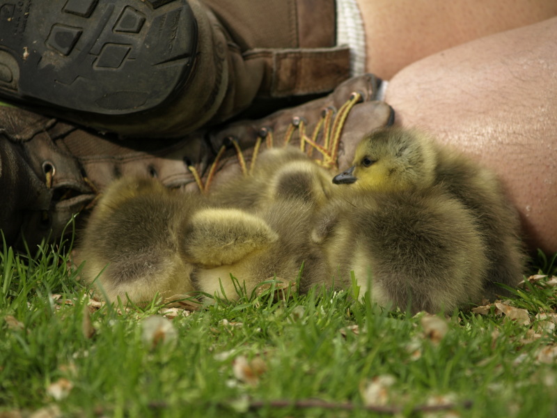 Canada Goose goslings sleeping while cuddling against a human's leg