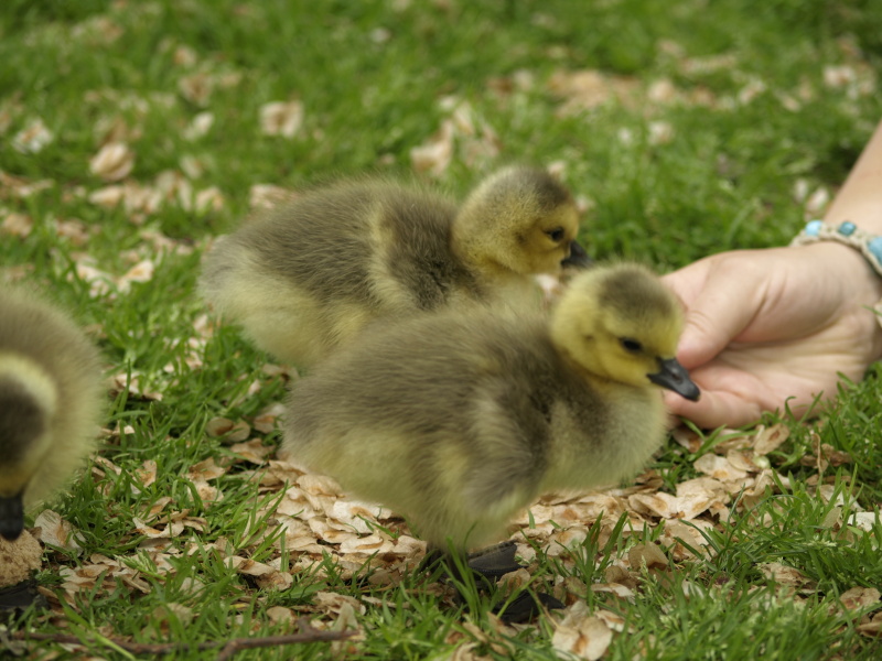 Sam's hand with goslings