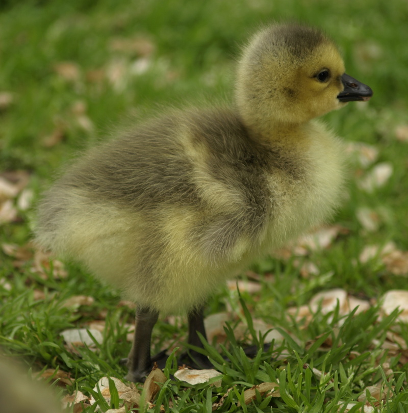 Canada Goose gosling standing