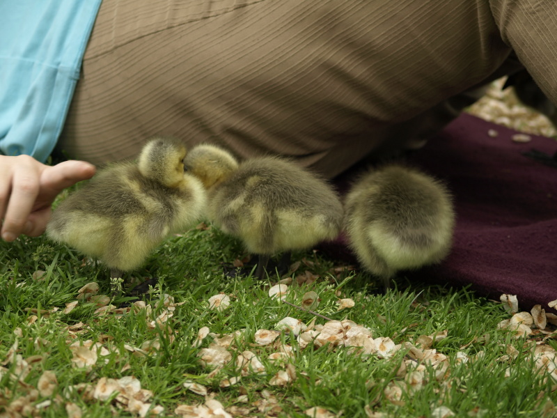Sam with goslings