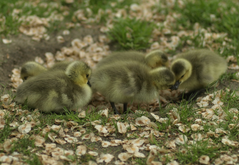 Goslings in dirt hole