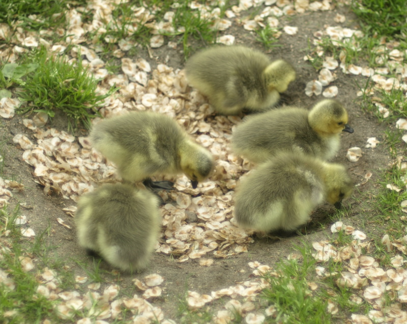 Goslings in dirt hole