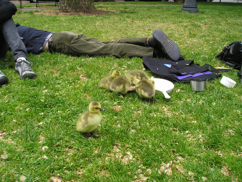 Canada Goose gosling feeding