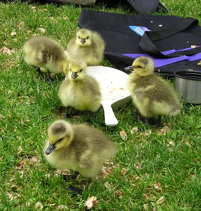 Canada Goose gosling feeding