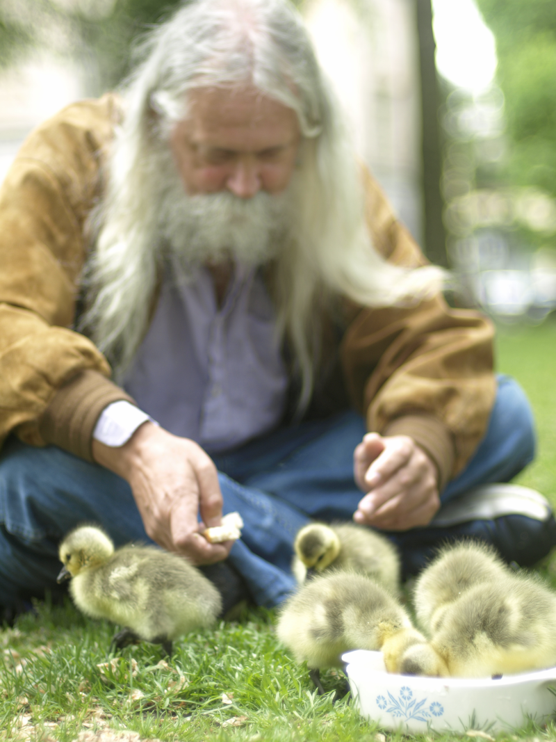 Canada Goose goslings and me