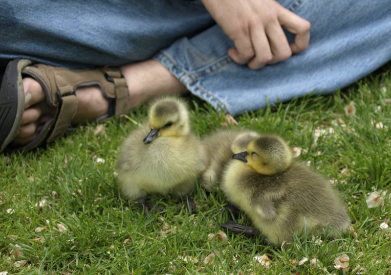 goslings resting with people