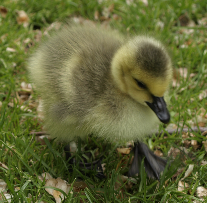 a Canada Goose gosling