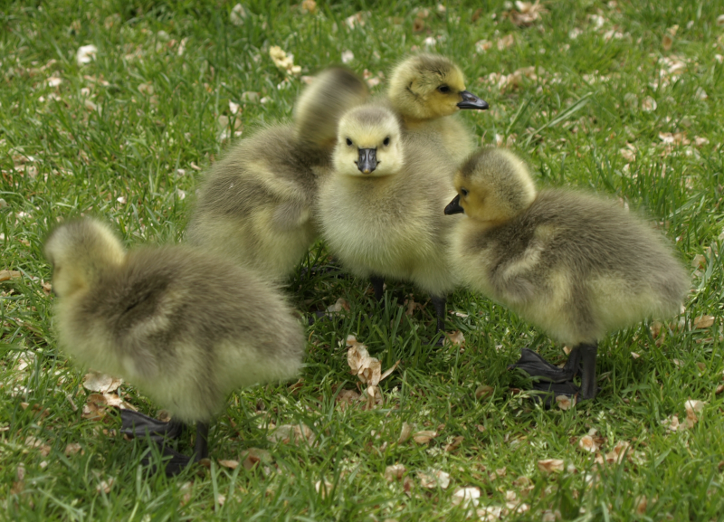 5 Canada Goose goslings
