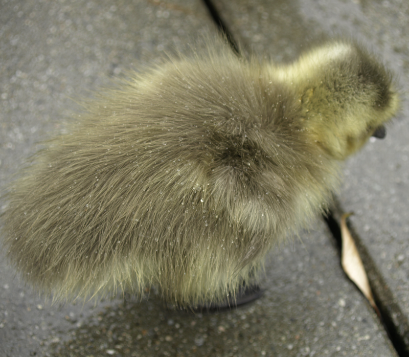 Canada Goose goslings with raindrops