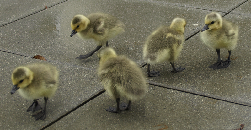 Canada Goose goslings