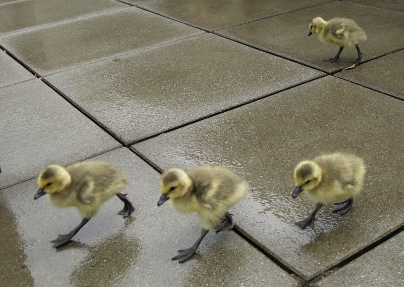 Canada Goose goslings