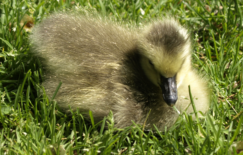 Canada Goose gosling sitting in grass