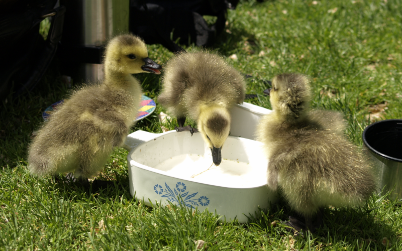 Canada Goose goslings