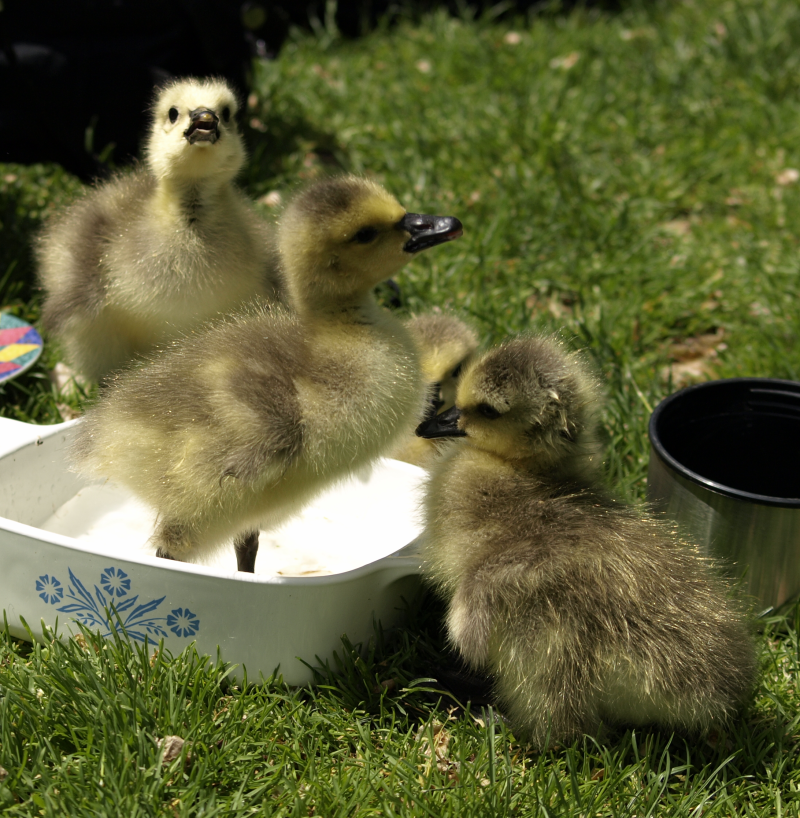 3 Canada Goose goslings in water bowl