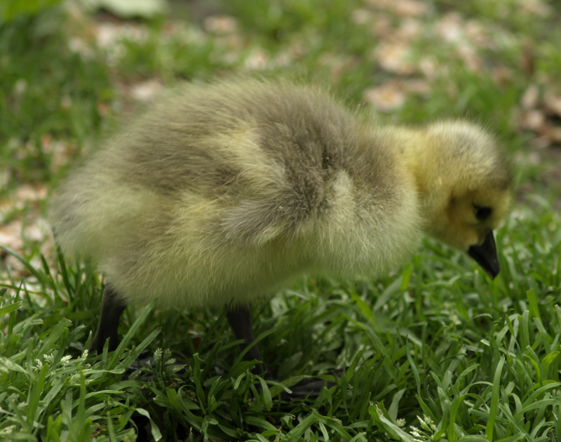 Canada Goose goslings