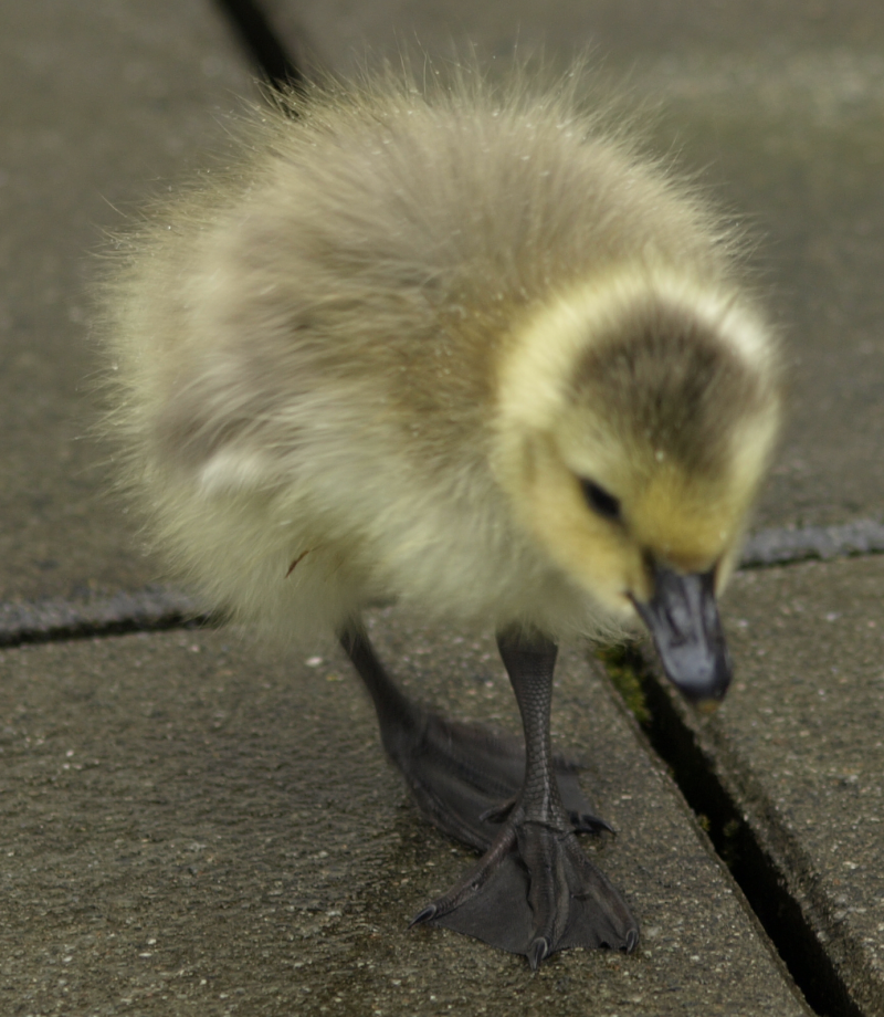 Canada Goose gosling