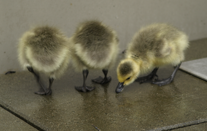 3 Canada Goose goslings
