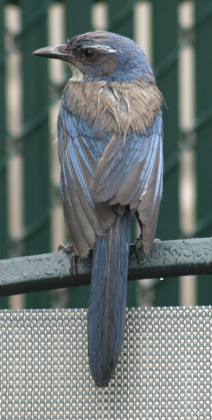 Western Scrub Jay