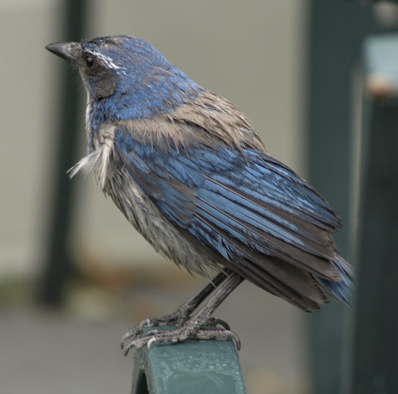 Western Scrub Jay