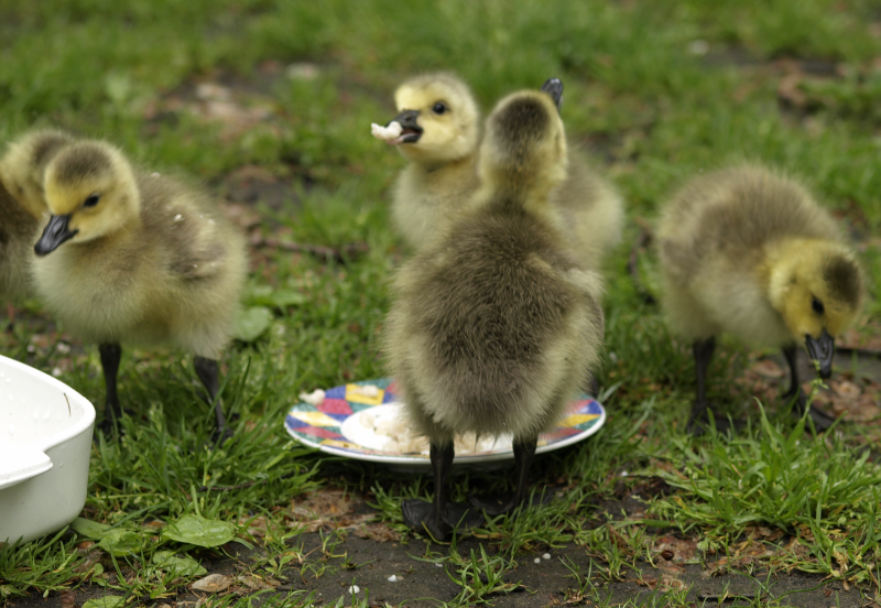 Canada Goose goslings eating oatmeal