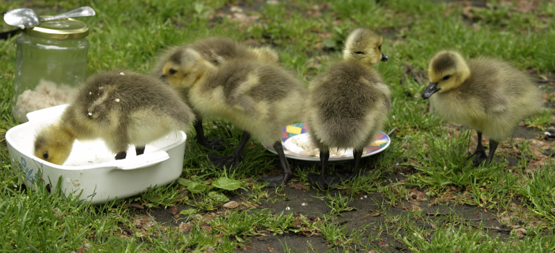 Canada Goose goslings eating oatmeal
