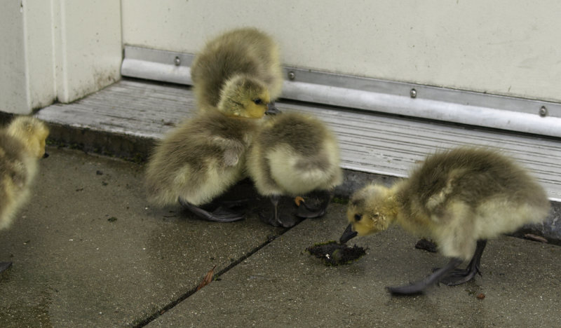 Canada Goose goslings eating moss