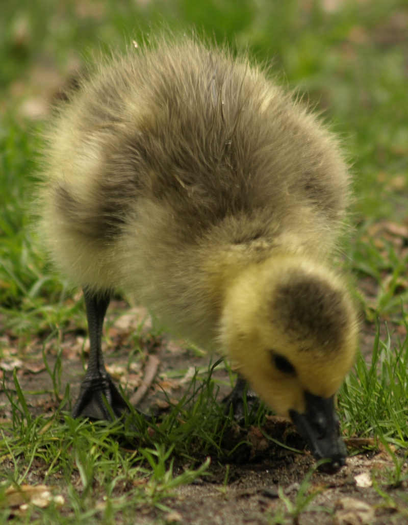 Canada Goose gosling