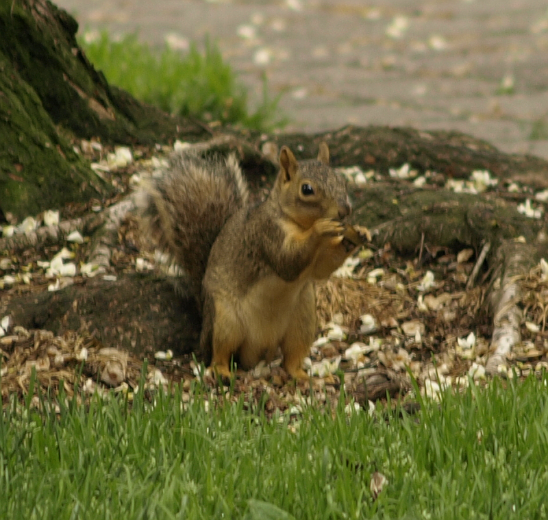 squirrel