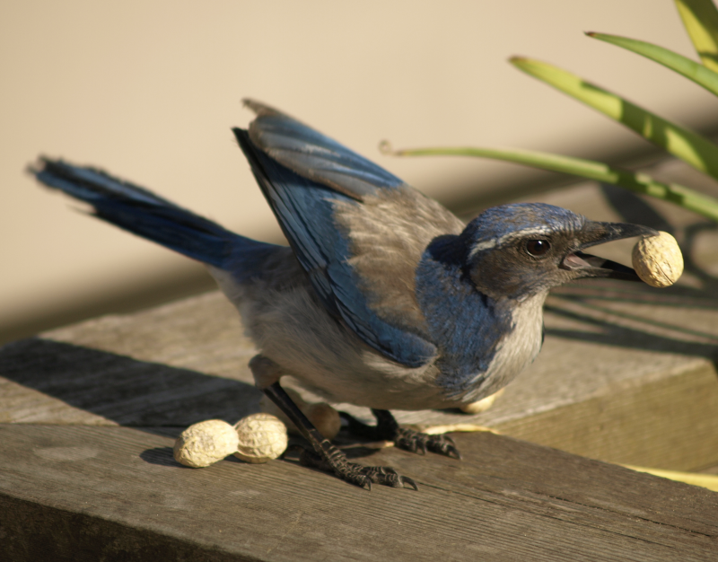 Western Scrub Jay eating a peanut