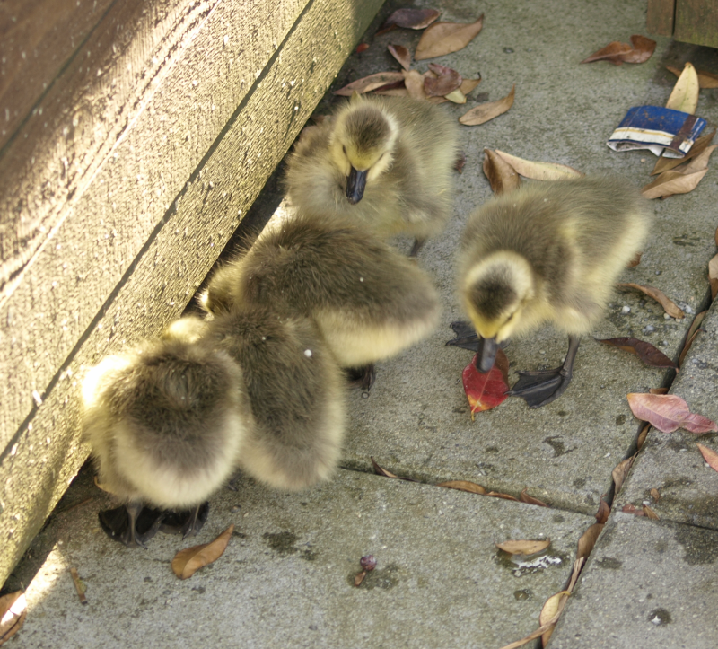Canada Goose goslings scrounging for moss