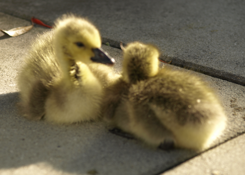 Canada Goose goslings sitting in the sun
