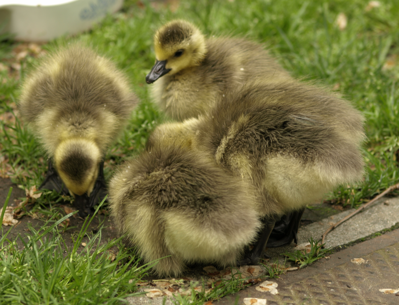 Canada Goose gosling digging in the dirt