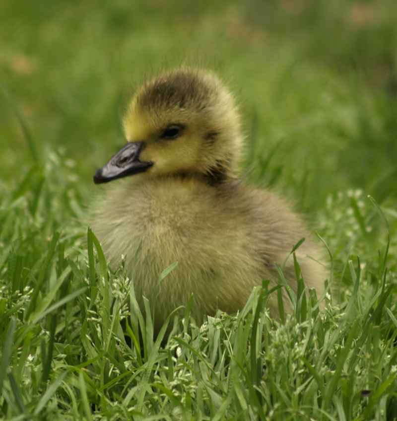 Canada Goose gosling with grass seed