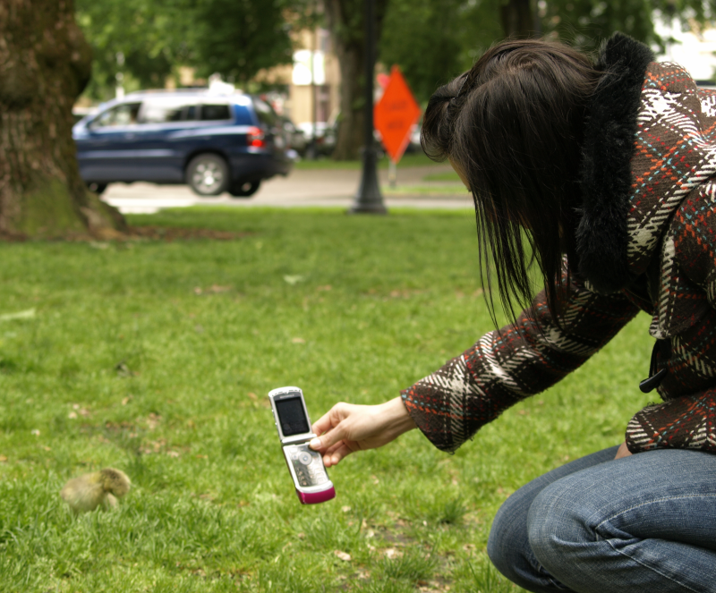 Canada Goose gosling getting photographed