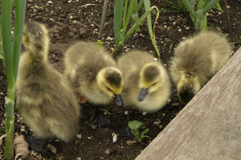 Canada Goose goslings in planter box