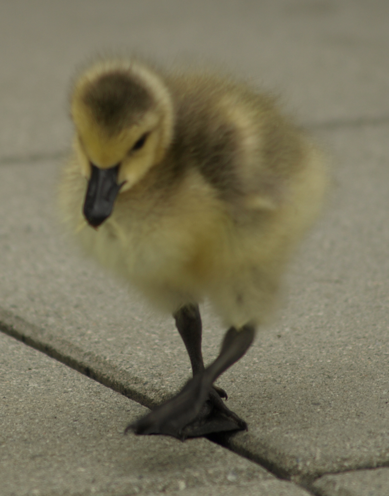 Canada Goose gosling walking on tiles