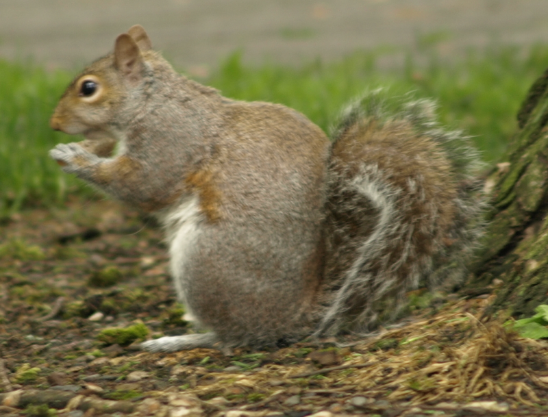 Squirrel