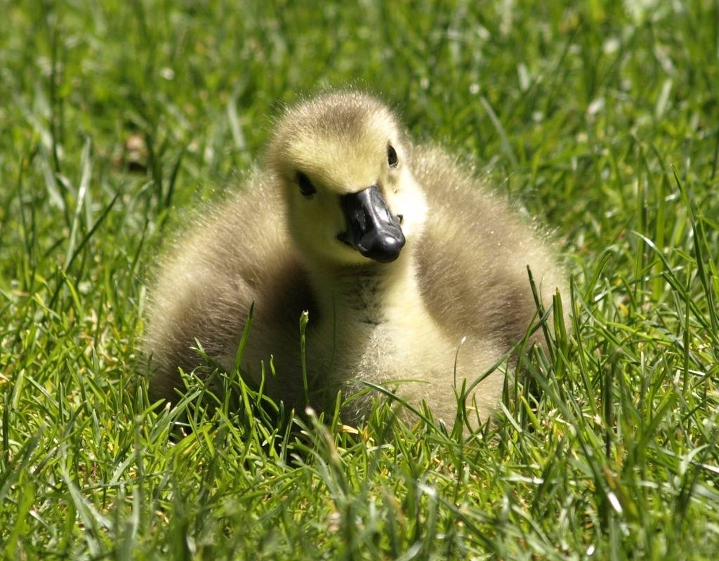 Canada Geese gosling