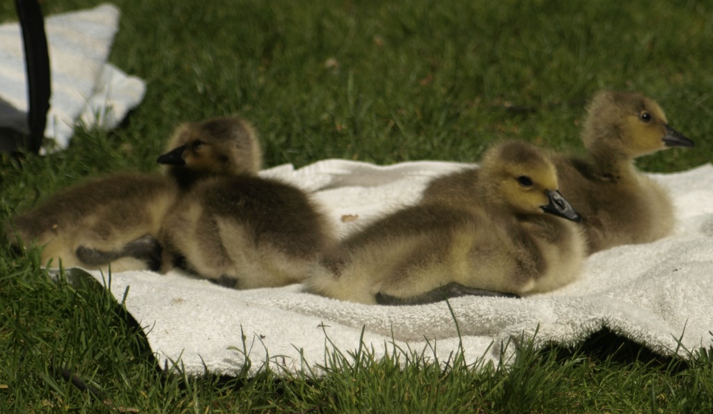 Canada Geese goslings