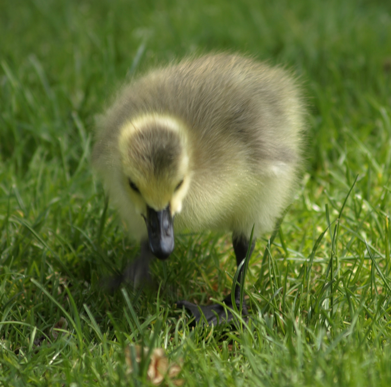 Canada Geese gosling