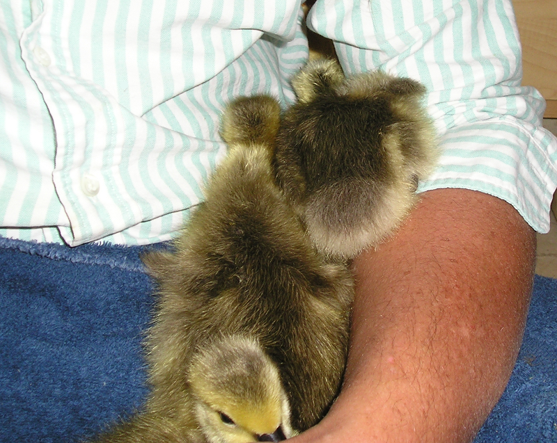 Goslings sleeping