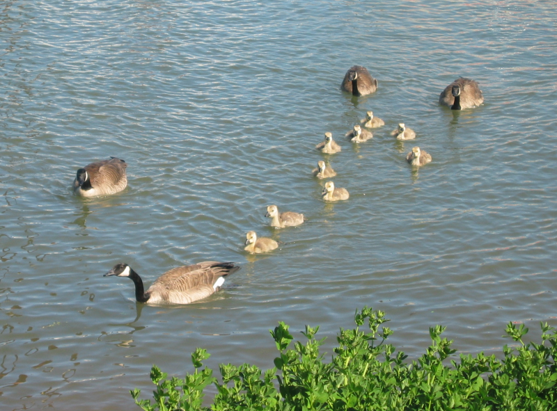 2 Canada Goose families with goslings