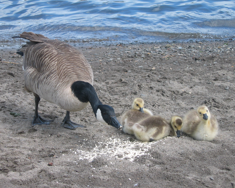 Canada Goose family with goslings