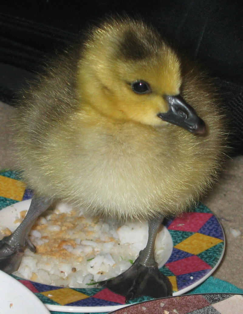 Carmen the Canada Goose gosling