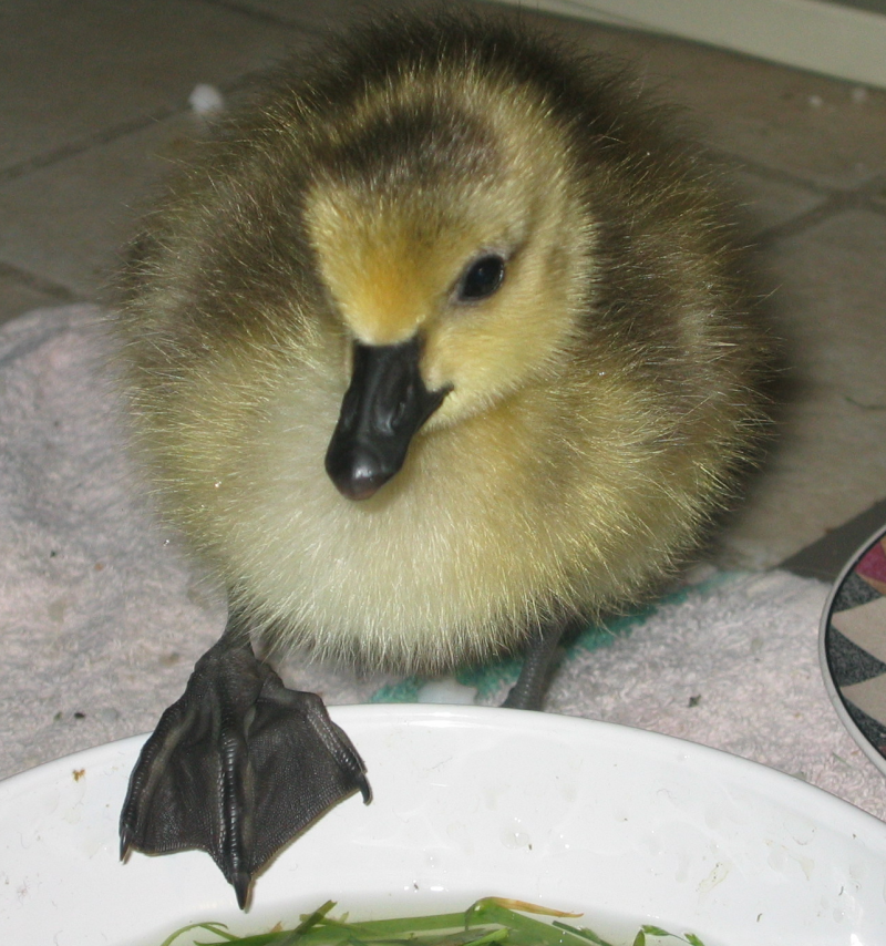 Canada Goose gosling